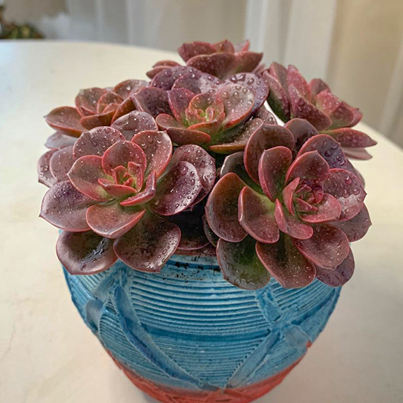 开花多肉植物马库斯老桩稀有品种精品大颗好养肉肉小盆栽花卉绿植