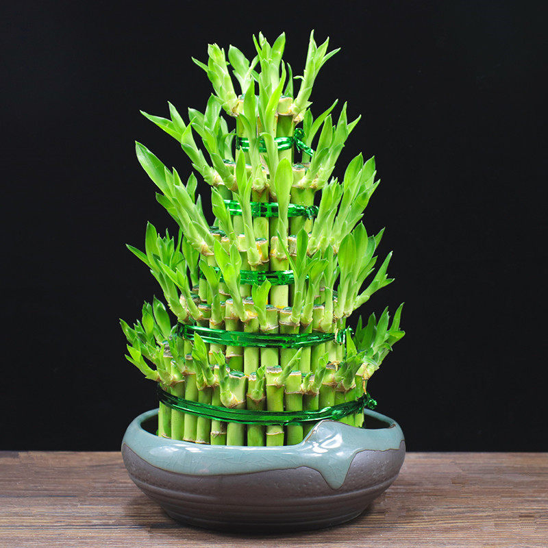 富贵竹盆栽水培植物节节高办公室内客厅招财净化空气花卉桌面绿植