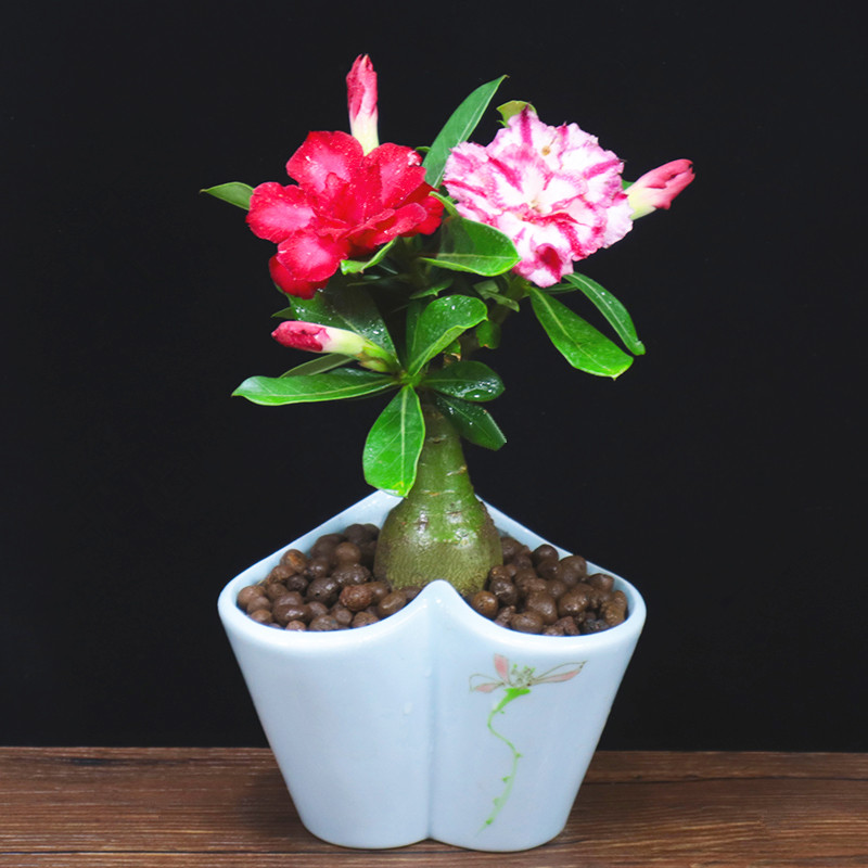 沙漠玫瑰盆栽花苞重瓣花卉办公办公室室内外观花时令草本花卉
