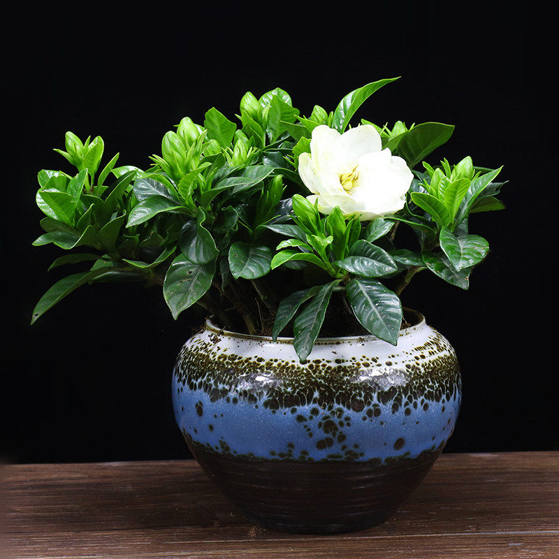 栀子花花苞桌面甲醛客厅花卉盆栽室内办公室办公时令草本花卉