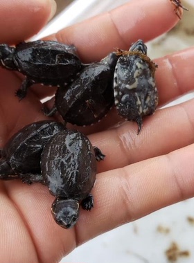 深水龟鱼缸混养迷你蛋龟水产麝香龟