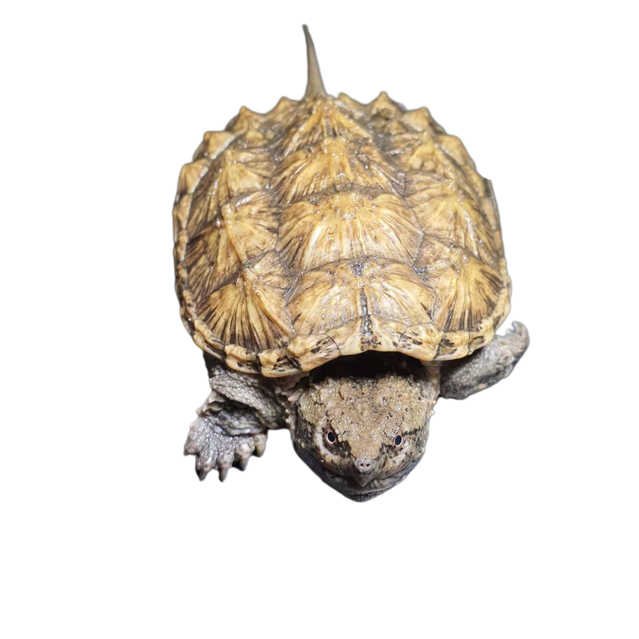 鳄鱼北美小鳄龟鳄龟苗爆刺纯佛凶猛杂佛食用龟