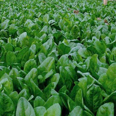 菠菜种子大叶四季小叶籽种阳台盆栽农家波菜家庭园艺种子