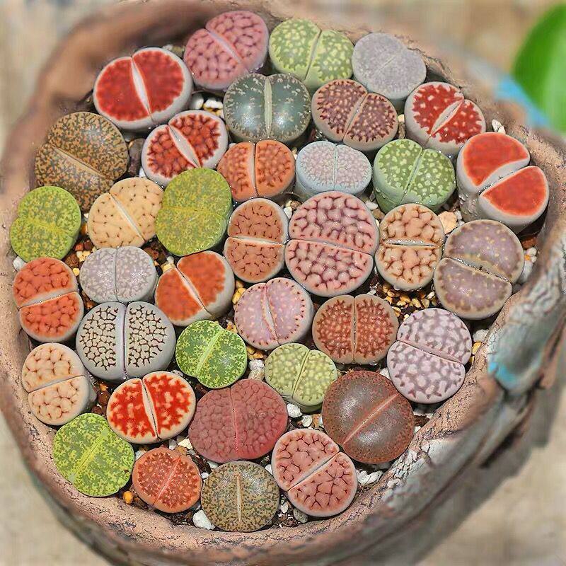 植物生石多肉番杏科屁股花屁屁花石头混合种多多肉植物