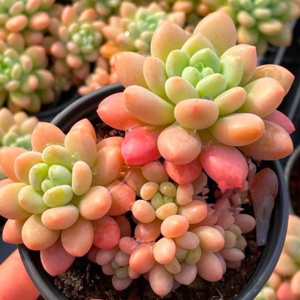 洛可可达芙妮自然群生鱼子酱果冻色圆粉精控小老桩多肉植物