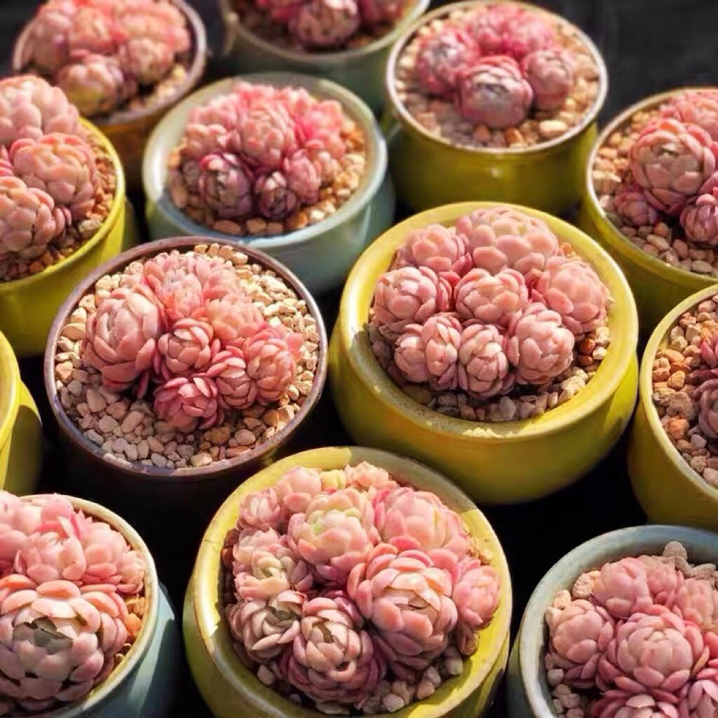 朵朵胭脂奶油贝瑞群生厘米乖巧可爱爱小包子多肉植物