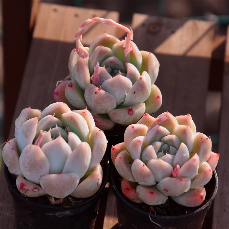 阿尔巴佳人精致可爱稀有有美超萌货厚叶月影系多多肉植物