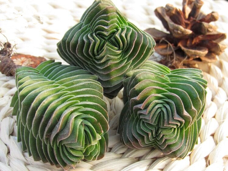 方塔景天天科锁龙属像塔五角型小清新可爱开花绿植多肉植物