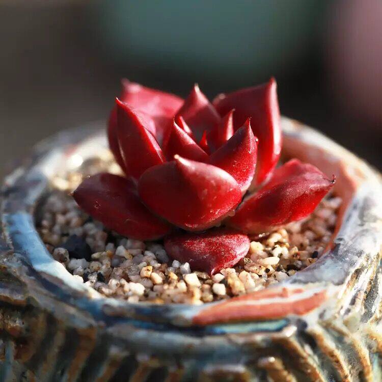 精美花卉植物好多状态萌物血罗爱小可爱喜庆多肉植物