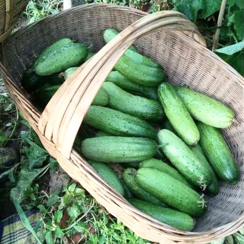 无架爬地黄瓜四季春季苗子蔬菜盆栽水果阳台家庭园艺种子