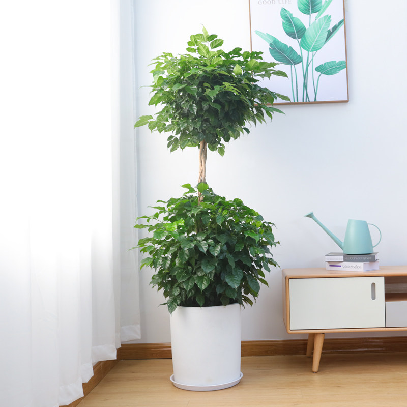 幸福树盆栽大客厅室内植物大型客厅盆栽北欧植物绿宝室内大型绿植