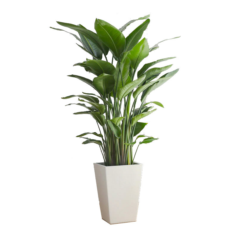 绿植天堂鸟盆栽植物办公室客厅净化空气室内北欧大型大型绿植