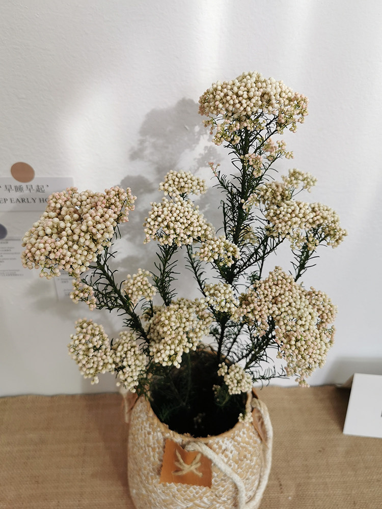 小米花干花束天然干花大束真花装饰摆件客厅永生花插花家居摆设