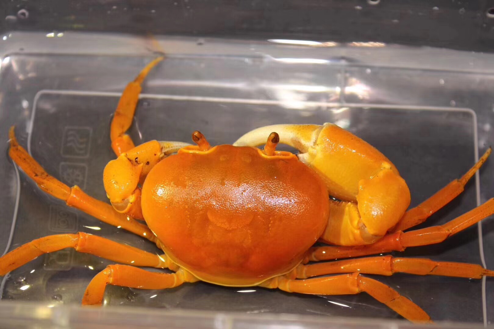 勾手火焰越南白化蟹黄黄金蟹溪深水宠物蟹