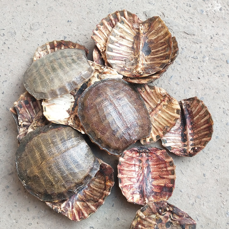 鳖甲 中药材 甲鱼壳 生鳖甲 血鳖甲 鳖壳 龟甲新货500克包邮