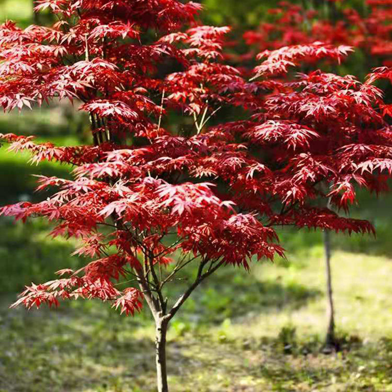 红枫树苗日本红枫中国红四季红庭院绿化红枫红舞姬盆栽红枫盆景苗