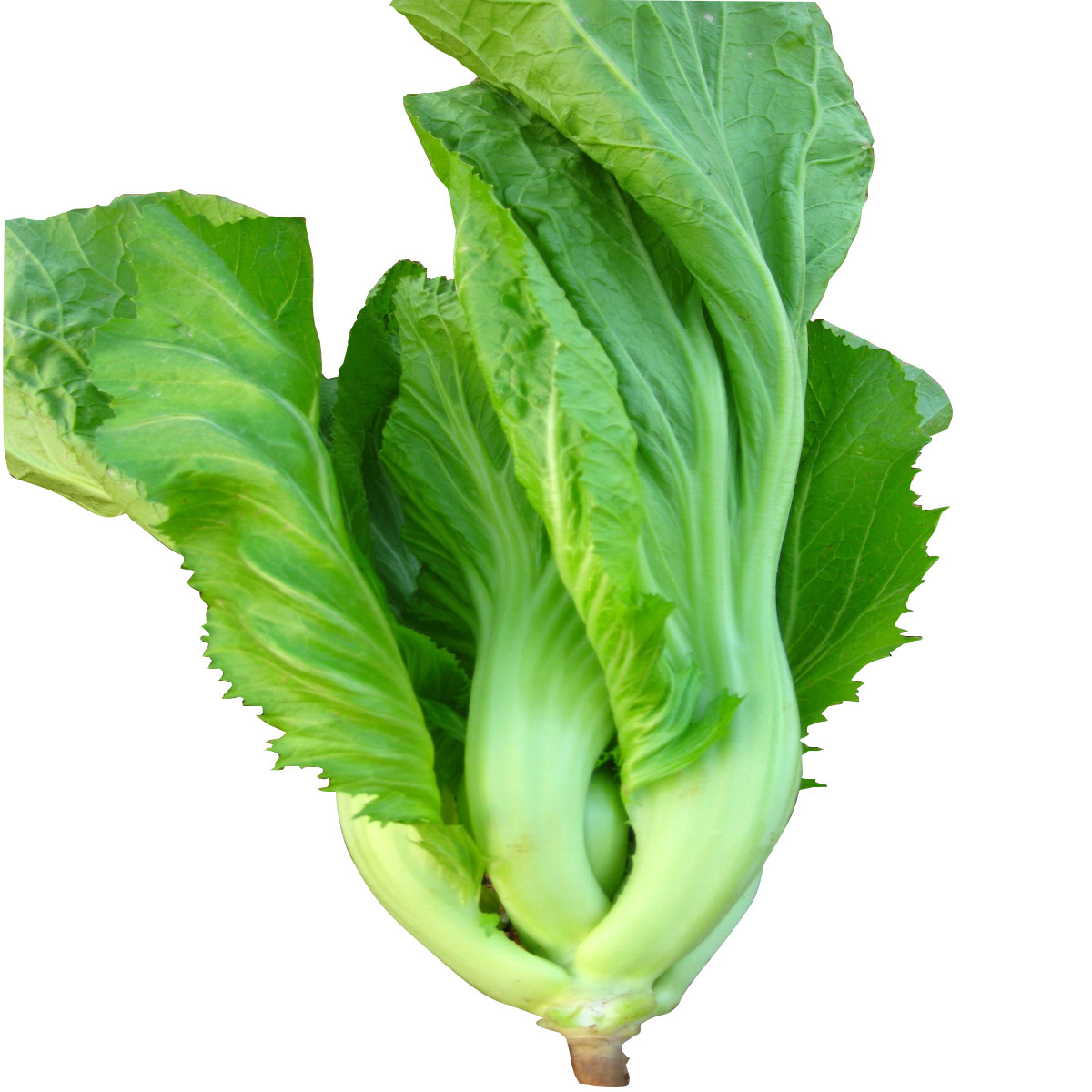 蔬菜芥菜种子组合包心芯甜脆菜种子阳台盆菜籽家庭园艺种子