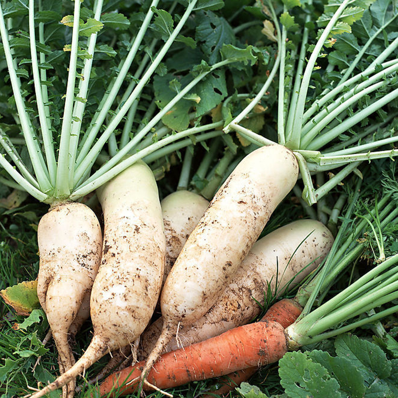 早迟白萝卜种子阳台菜园盆栽庭院有机蔬菜种子孑四季种植春季