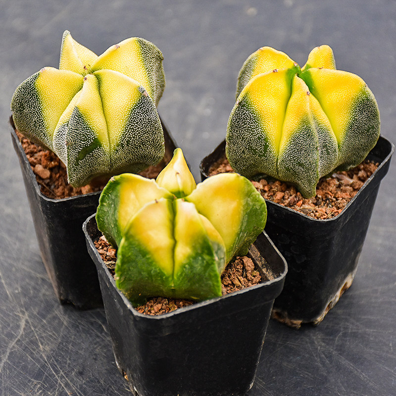 鸾凤稀有盆栽绿植花卉开花肉肉品种精品玉锦多肉植物