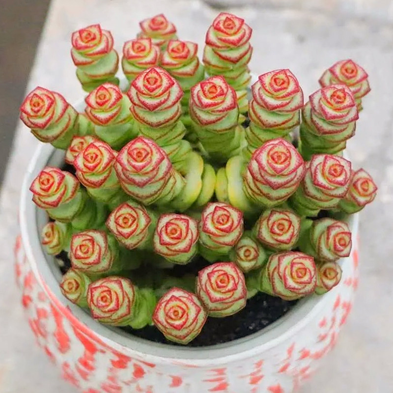 钱串锦多肉植物开花花卉绿植大颗好养精品钱串子多肉植物