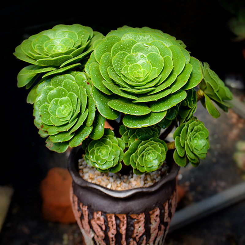 法师羊绒多肉植物老桩稀有精品系列盆栽大颗多肉植物