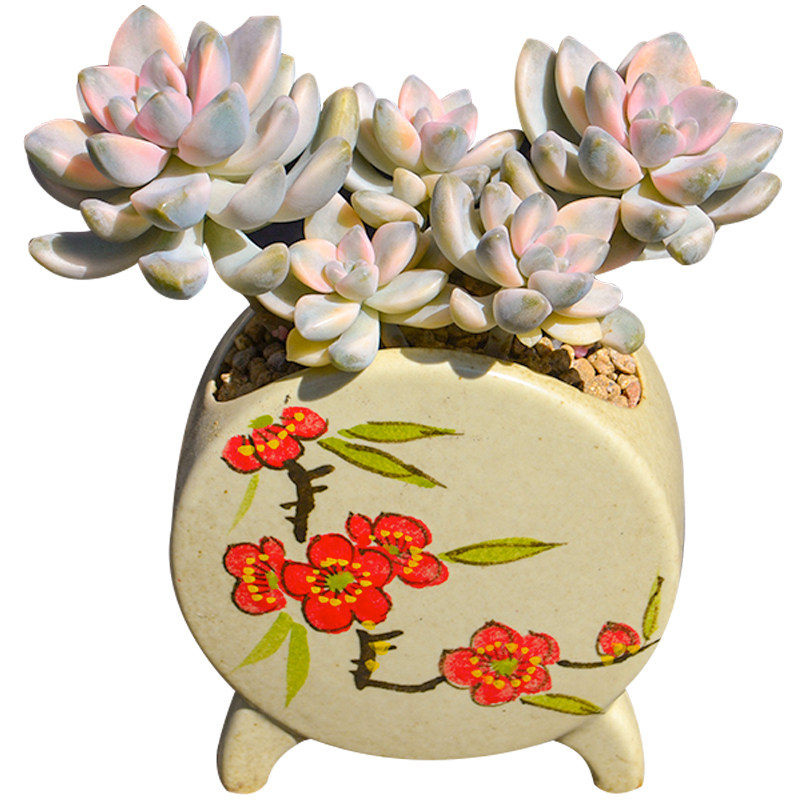 美杏锦老桩稀有品种精品货多植物大株肉肉花卉多肉植物