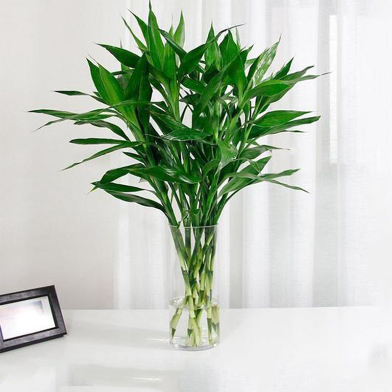 富贵竹盆栽水培植物客厅招财室内绿植花卉水养大叶转运节节高水竹