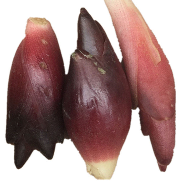 新鲜阳荷姜5斤包邮 野生洋合 阳藿 茗荷 蘘荷 火笋土姜山姜 洋荷