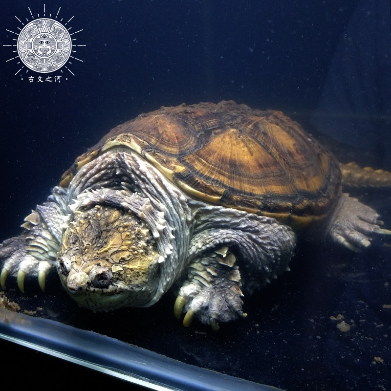古文之河小洛第一一代国佛种爆刺王鳄龟苗活体龟