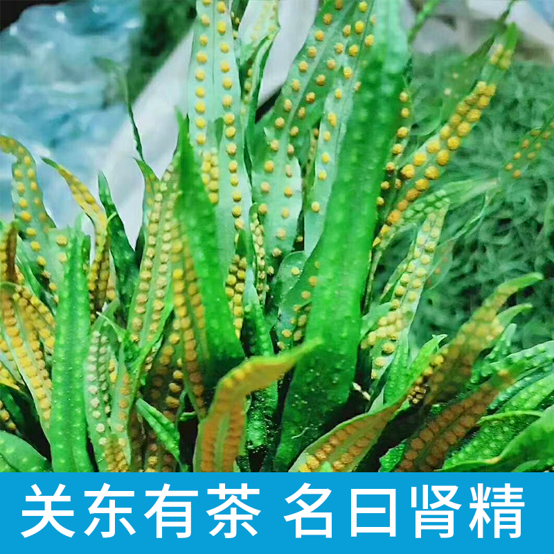 关东有茶,名曰肾精图片