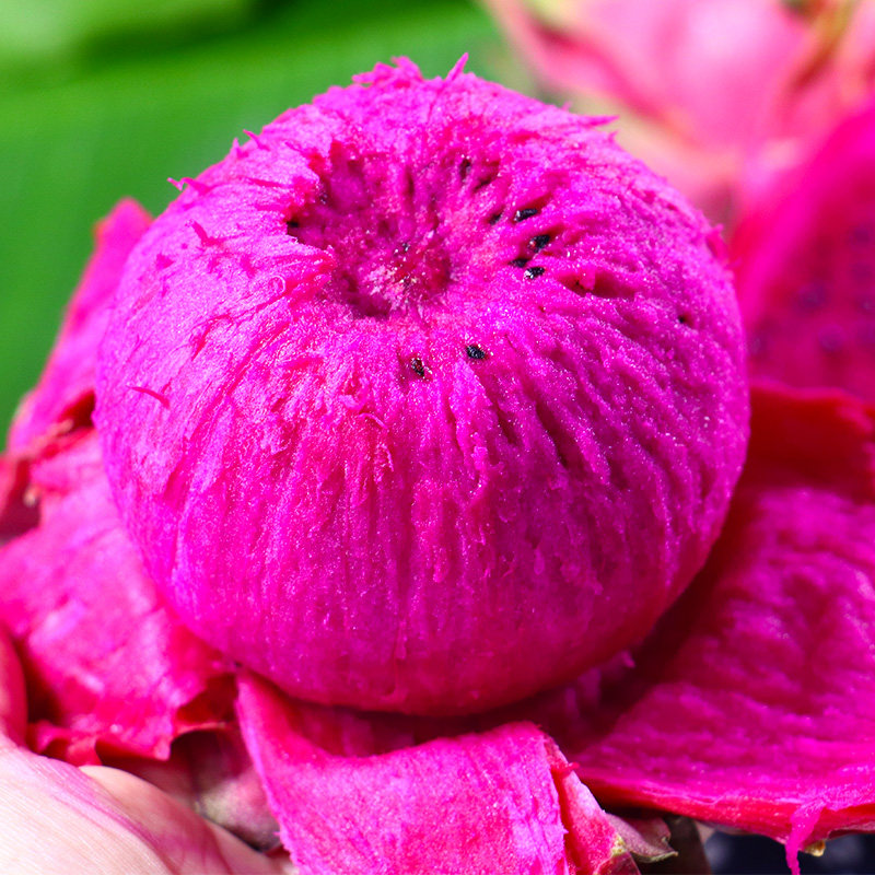 云南红心火龙果5斤特大新鲜当季水果整箱红肉火龙果