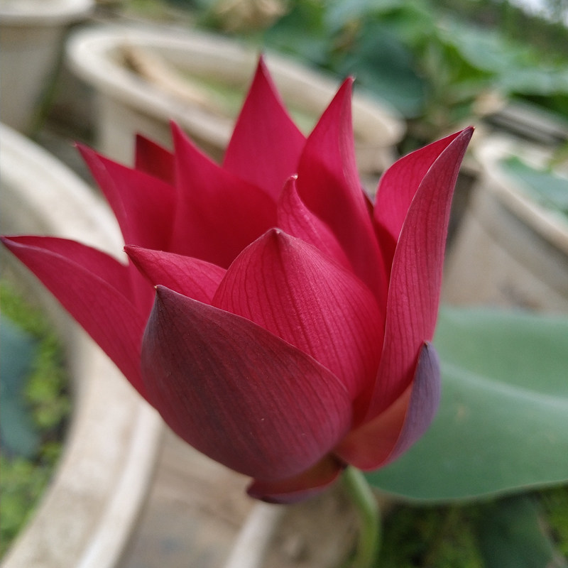 火红小型丰花荷花品种盆栽碗莲阳台水生花卉时令草本花卉