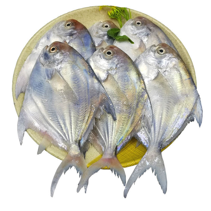 鲳鱼鲜活野生小银鲳鱼海平鱼仓鱼扁鱼新鲜湛江鲳鱼