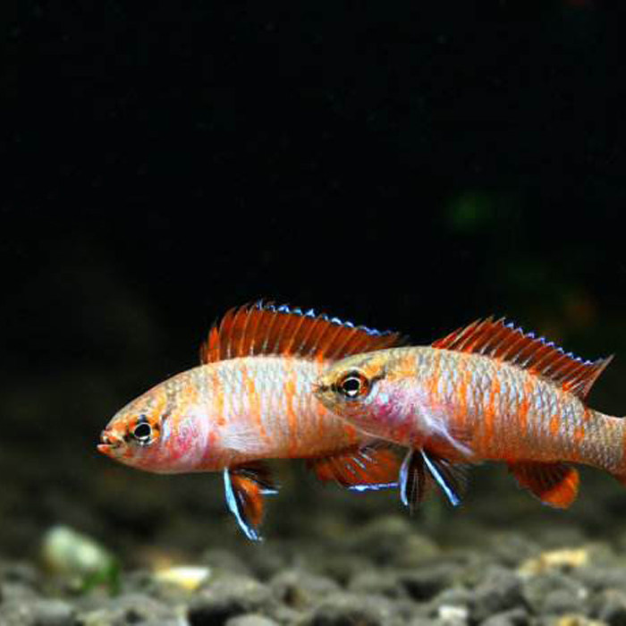 变色火焰小型热带观赏观赏鱼鱼草缸草缸活体中层鱼