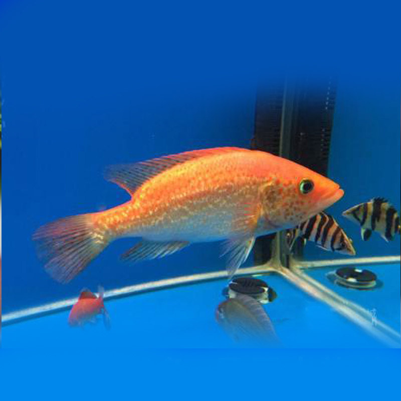 红老虎鱼金玉满堂红头金鲷大型淡水养殖可混混养鱼