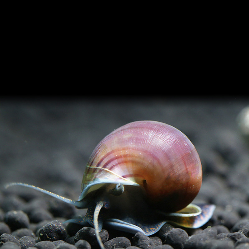 紫纹神秘藻机清洁擦缸热带热带鱼鱼草宠物活体螺