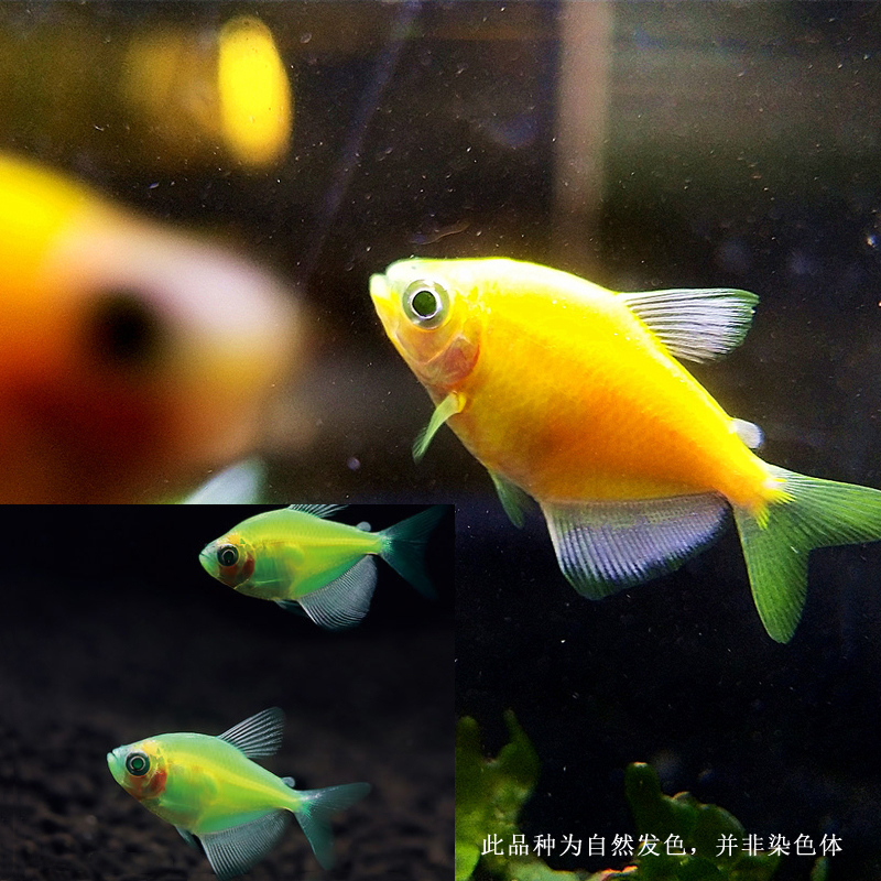 天使鱼夜明珠彩裙柠檬翡翠荧光绿鱼小型热带景观鱼