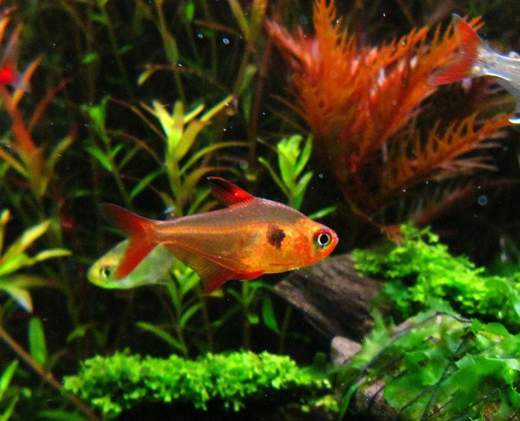 梦幻扯旗红衣旗鱼旗灯魔幻游鱼热带观赏鱼活体鱼