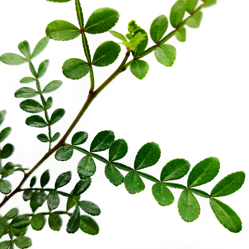 新鲜清香木胡椒叶子50片食用冷艺日西餐酒店摆盘其它