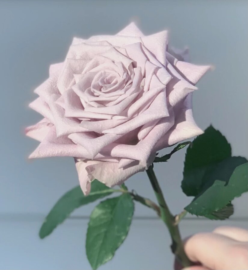 花屿生日复古灰色奶油粉曼塔玫瑰鲜花昆明鲜切鲜花速递同城