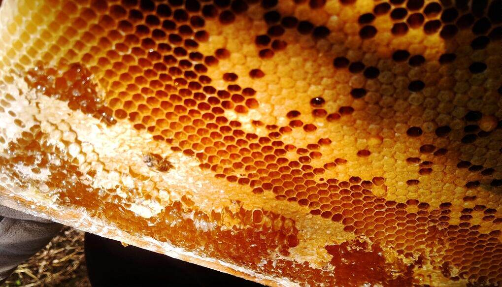 汉中野生土蜂蜜蜜蜂巢蜂王浆蜂胶结晶蜜天然农家纯蜂蜜百花野蜂蜜