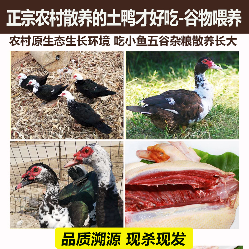 农家散养红脸番鸭鸭肉整鸭大番红头老鸭子鲜鸭肉