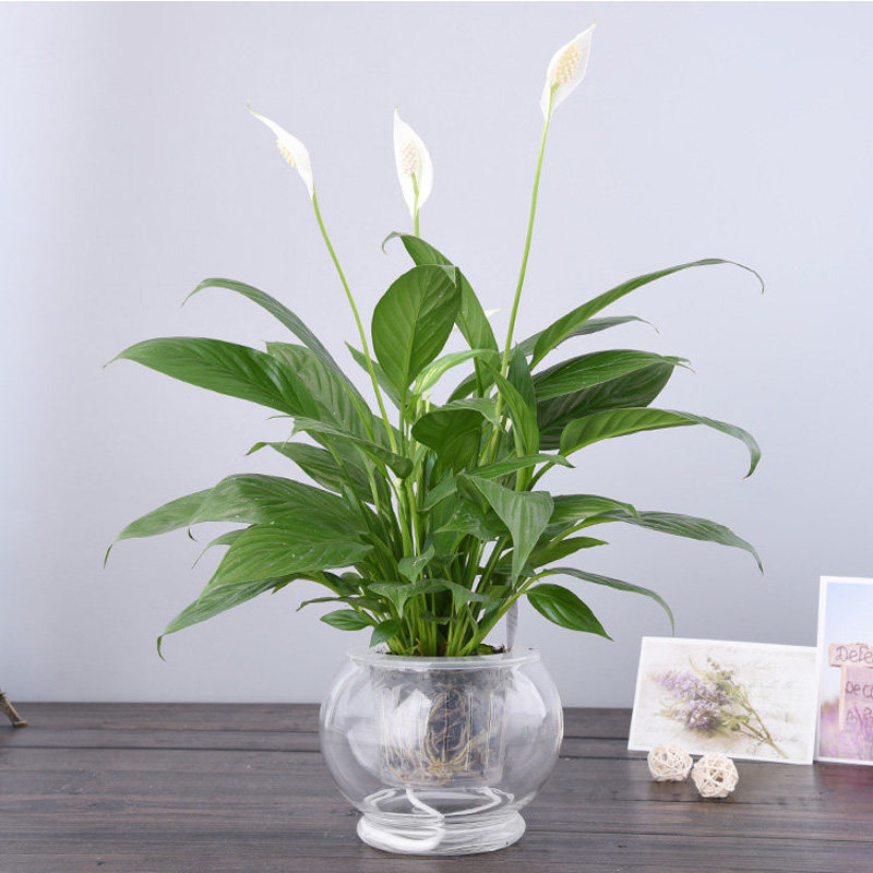 白掌粉盆栽一帆风顺室内开花植物办公电脑电脑桌桌面绿植