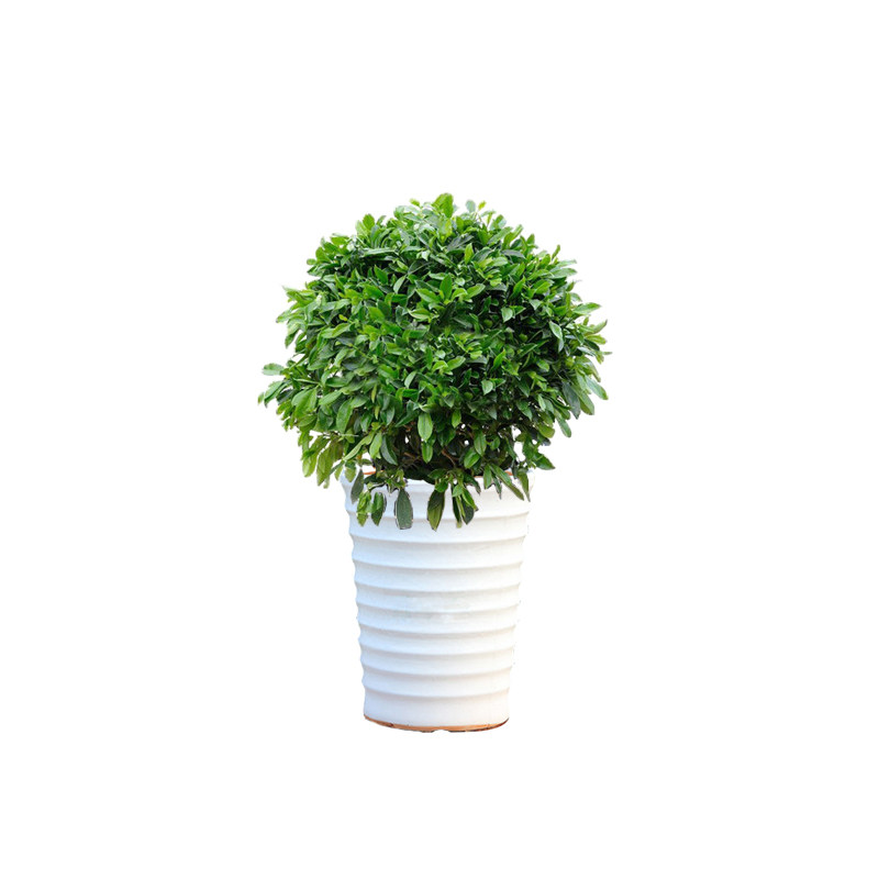 非洲茉莉户外大型盆栽客厅阳台绿植空气净化球状绿植