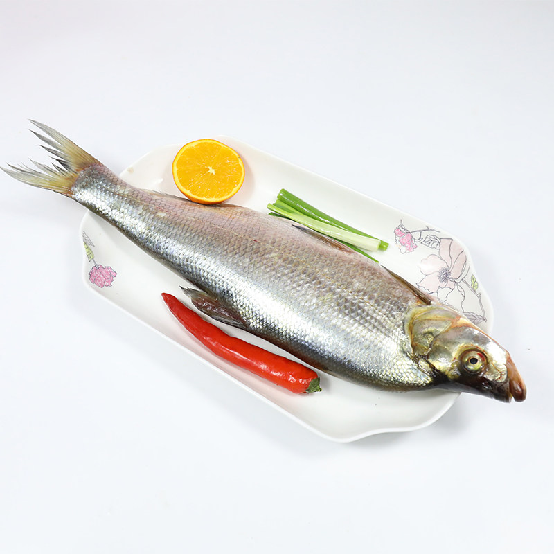 翘嘴鲌湖北丹江口特产大白刁子鱼野生现杀新鲜鲜活白鱼500g翘嘴鱼