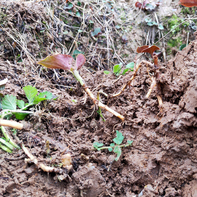 耳根四川两斤一份凉拌节儿根现挖嫩根野生新鲜鱼腥草