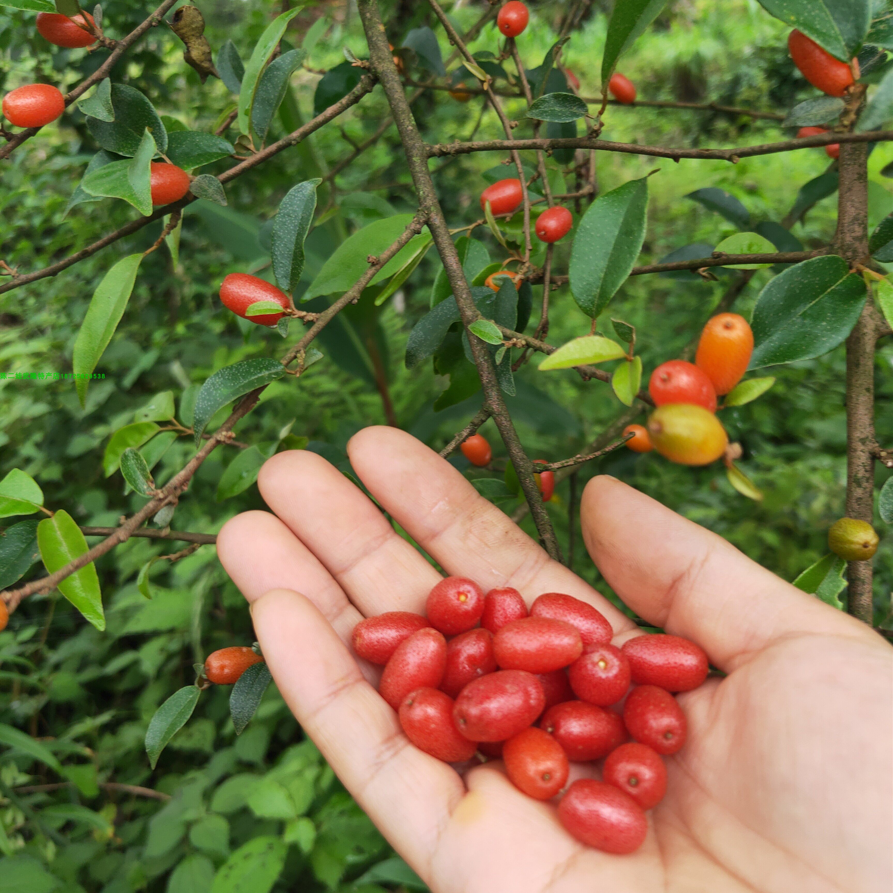 羊奶盆栽室内秃子胡秃子果胡果苗树苗果树奶子果树