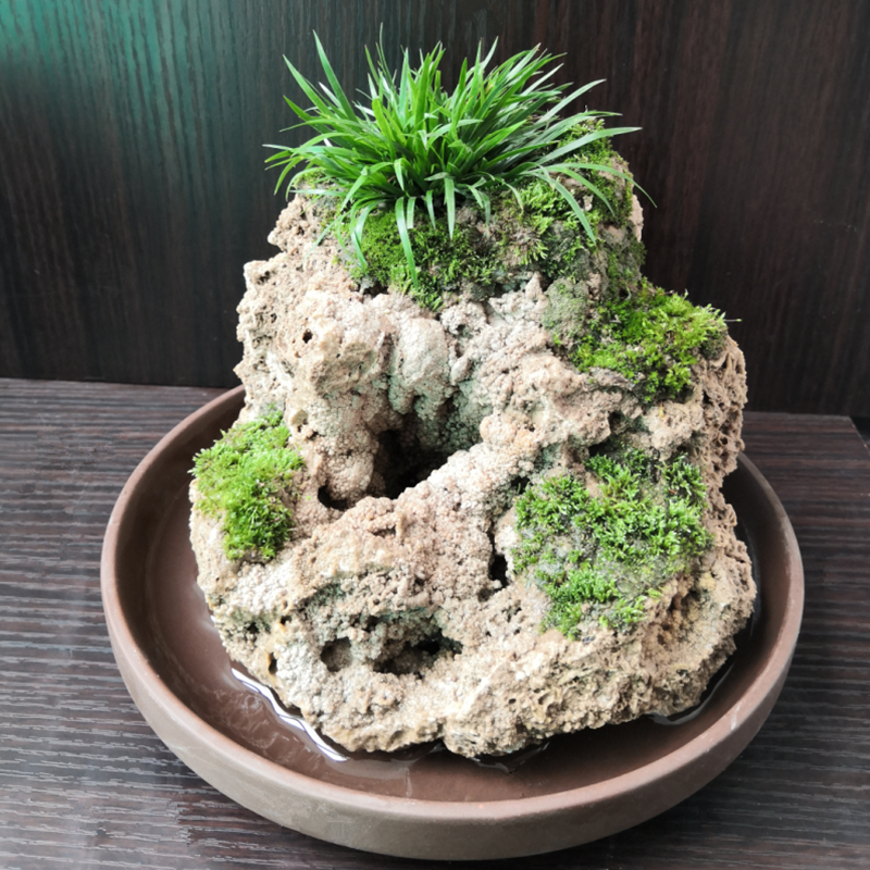 吸水石盆景石头景观景石造景盆景奇石菖蒲假山绿植