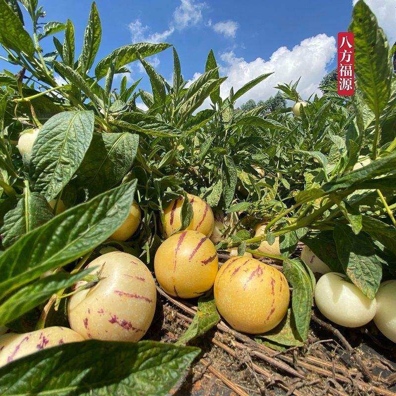 水果人生石林人参10斤圆果新鲜黄肉人参果