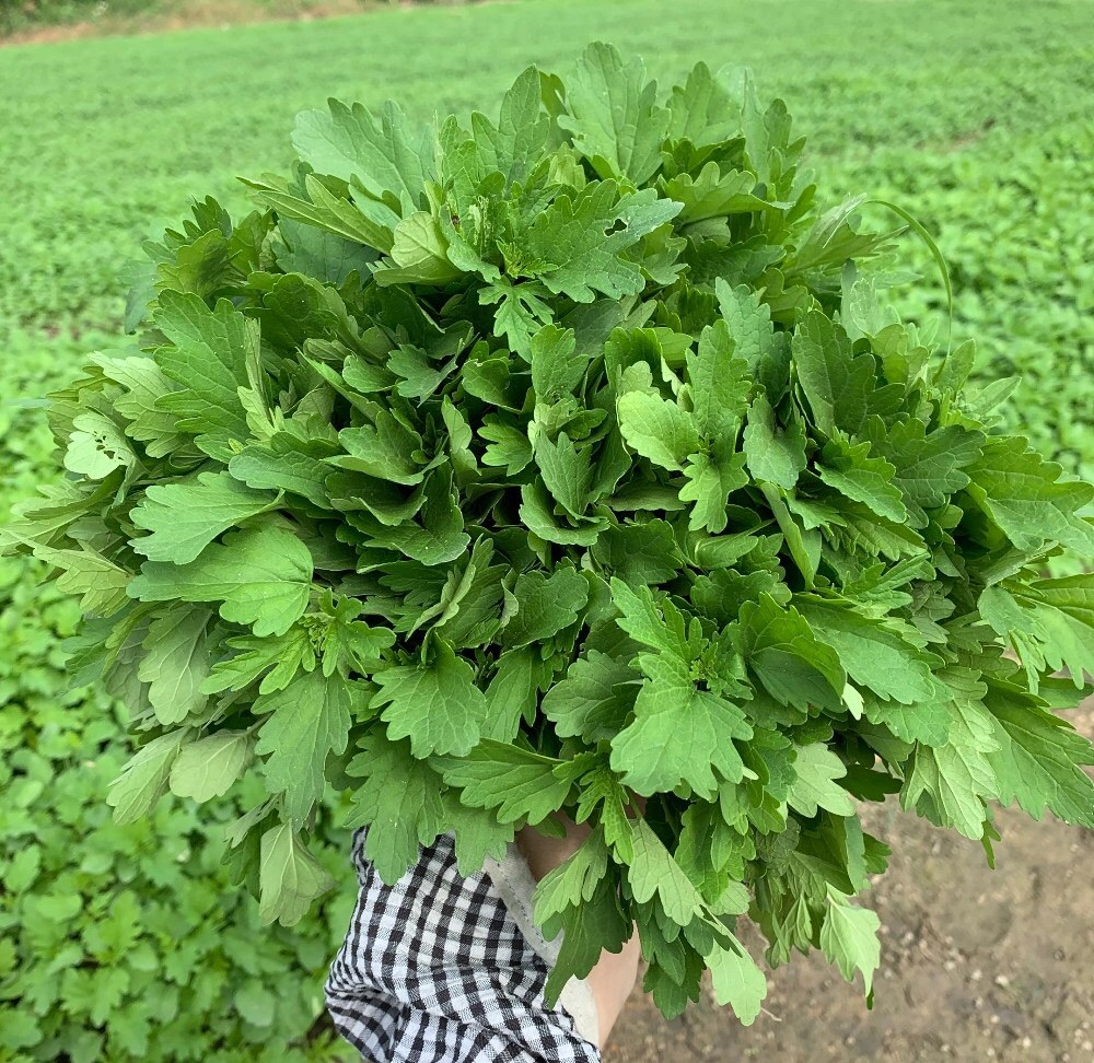 广东潮汕益母草坤草菜农农家自种新鲜蔬菜1斤装其它